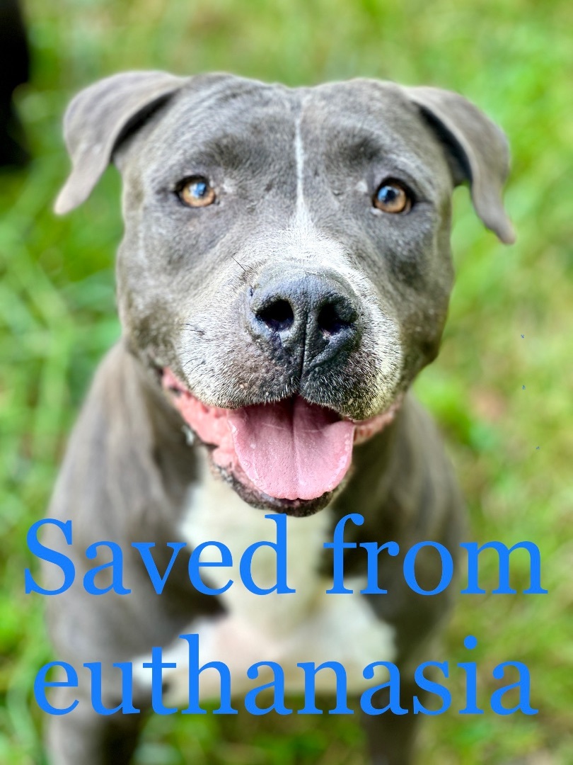 Stella, a Adoptable Pit Bull Terrier in Greenfield, OH image 2/6