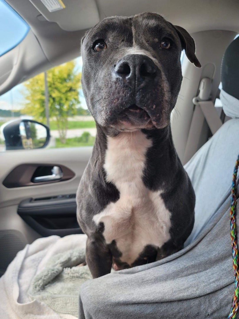 Stella, Adoptable, Adult Female Pit Bull Terrier.