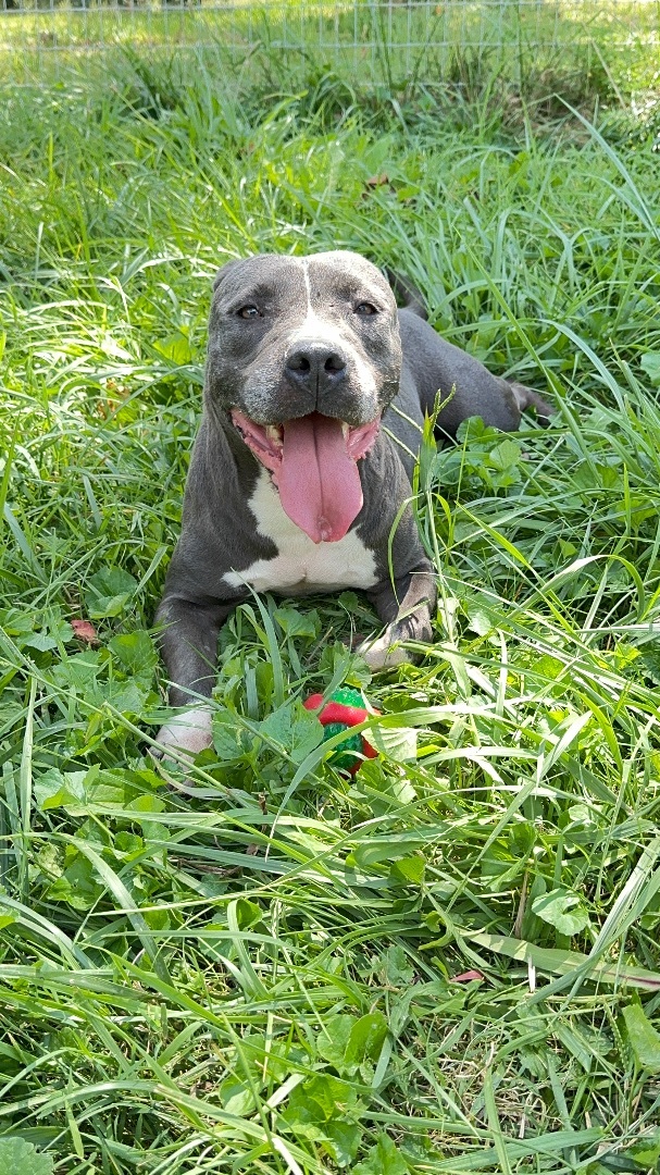 Stella, a Adoptable Pit Bull Terrier in Greenfield, OH image 4/6