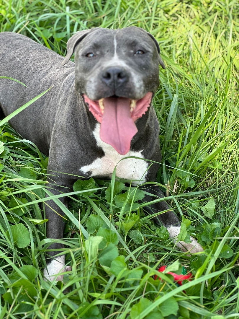 Stella, Adoptable, Adult Female Pit Bull Terrier.