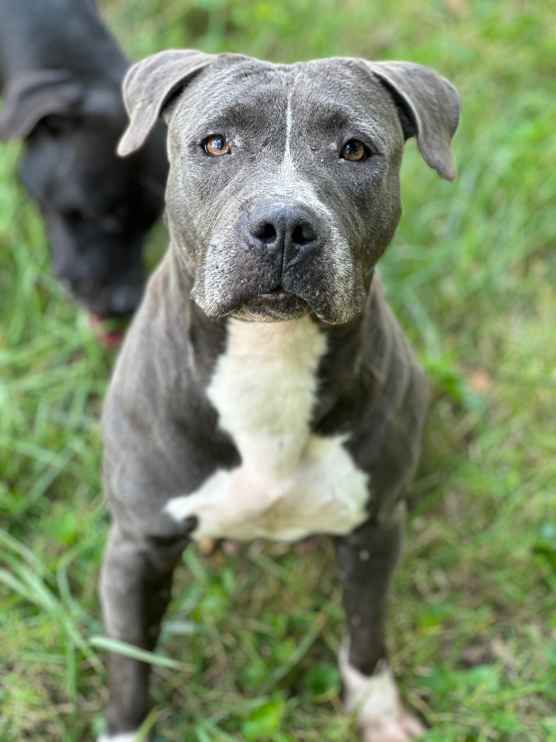 Stella, a Adoptable Pit Bull Terrier in Greenfield, OH image 6/6