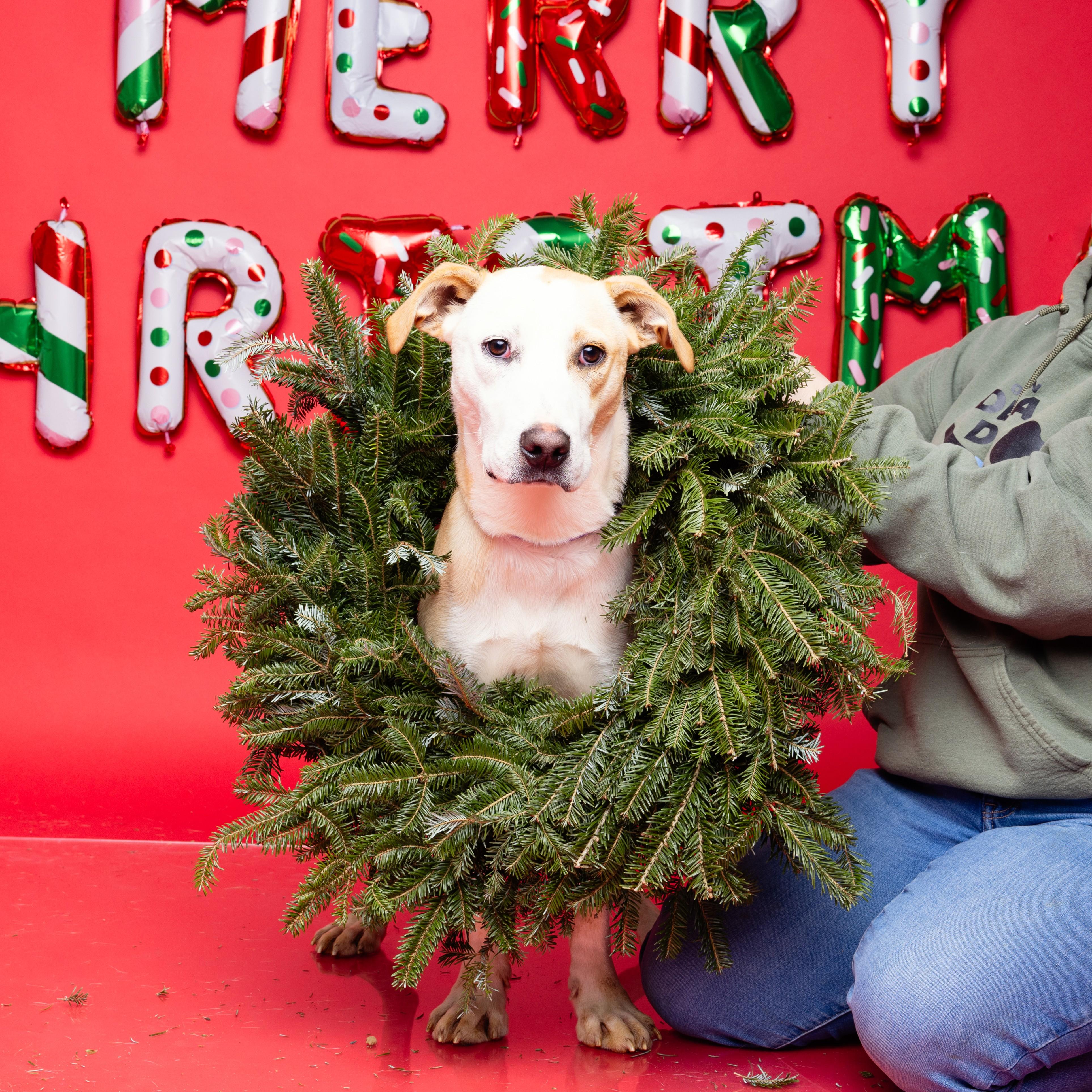 Enlarge Buffalo Bill, a Adoptable mixed breed in Buffalo, NY image 6/6