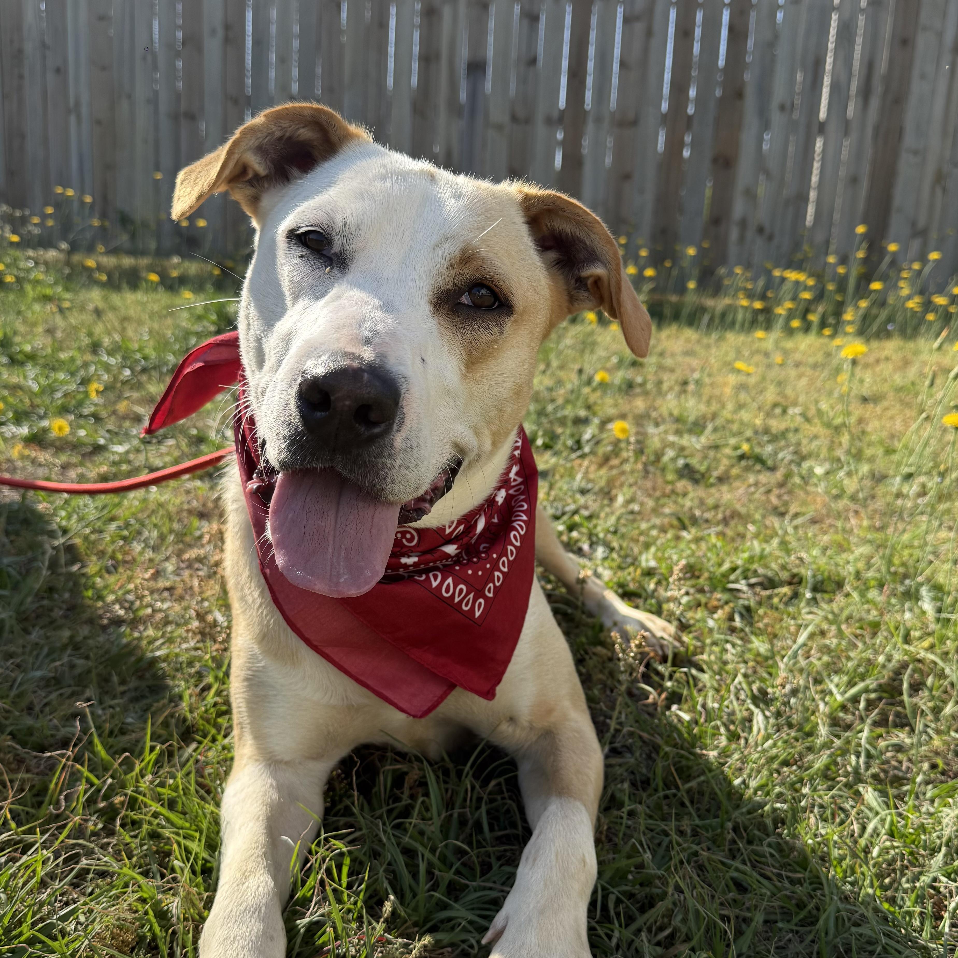 Enlarge Buffalo Bill, a Adoptable mixed breed in Buffalo, NY image 3/6