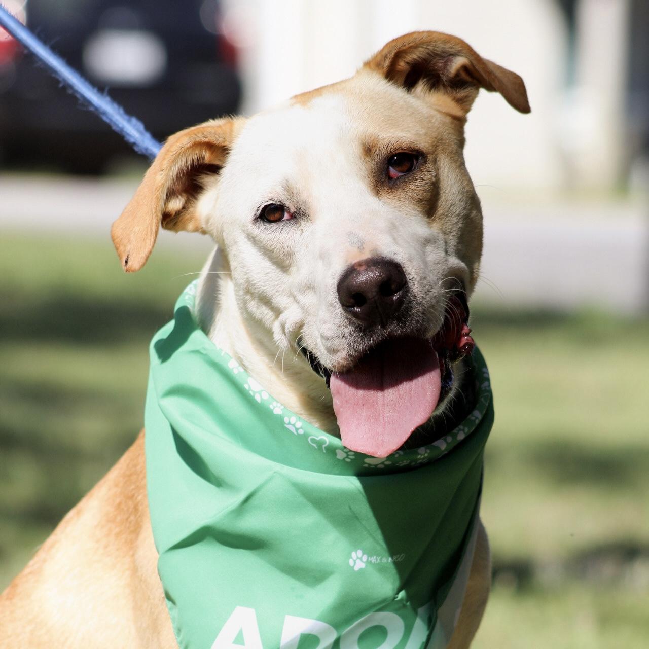 Enlarge Buffalo Bill, a Adoptable mixed breed in Buffalo, NY image 2/6