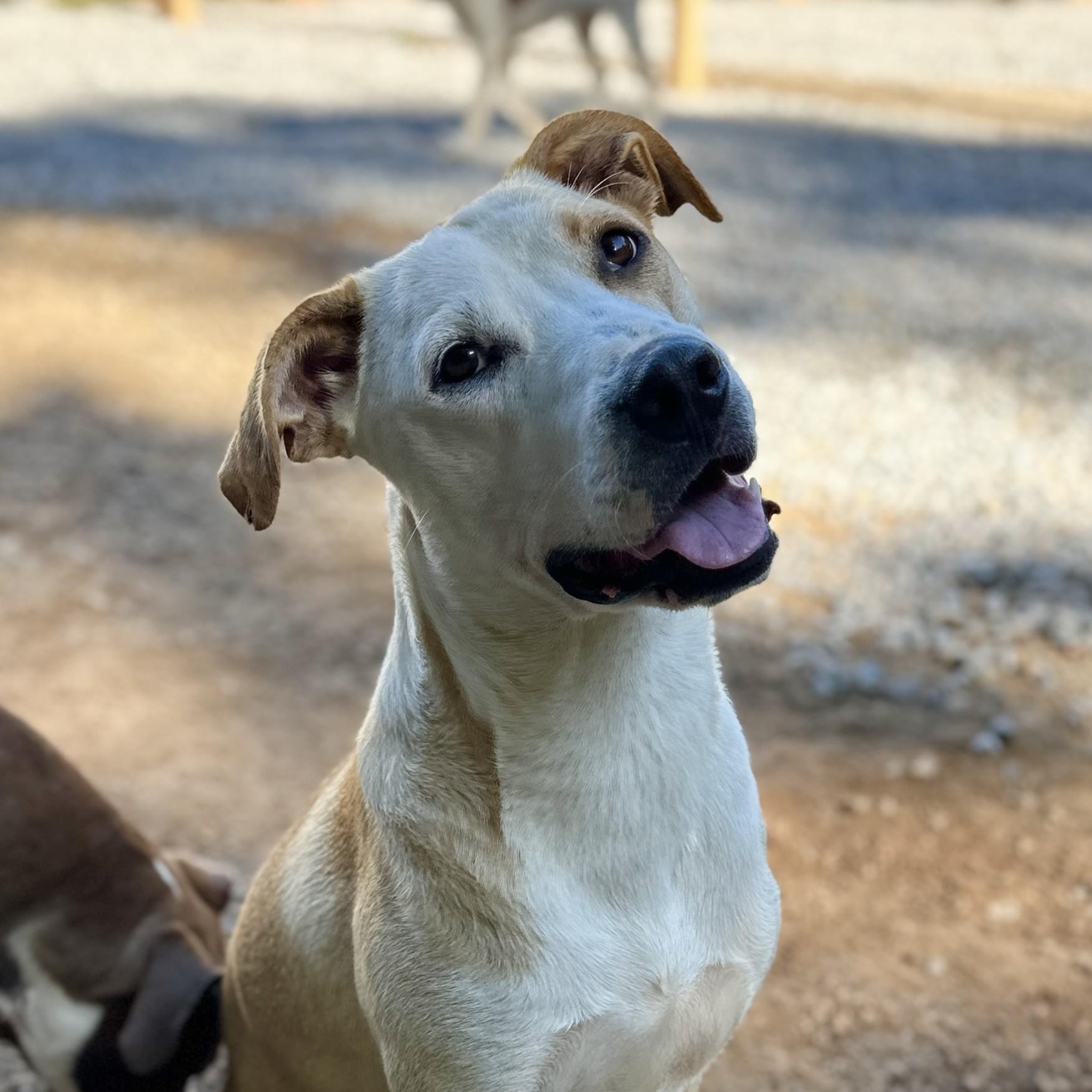Enlarge Buffalo Bill, a Adoptable mixed breed in Buffalo, NY image 1/6