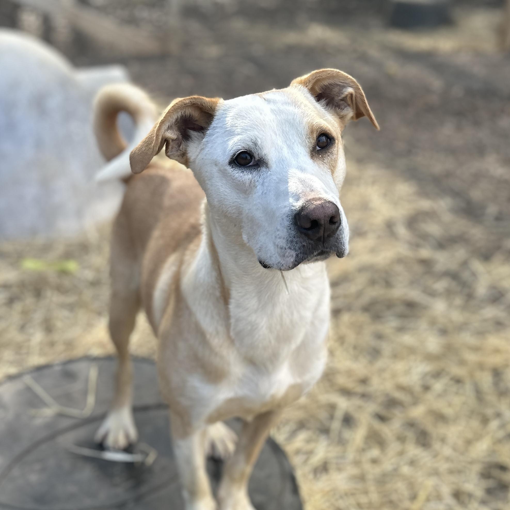 Enlarge Buffalo Bill, a Adoptable mixed breed in Buffalo, NY image 5/6