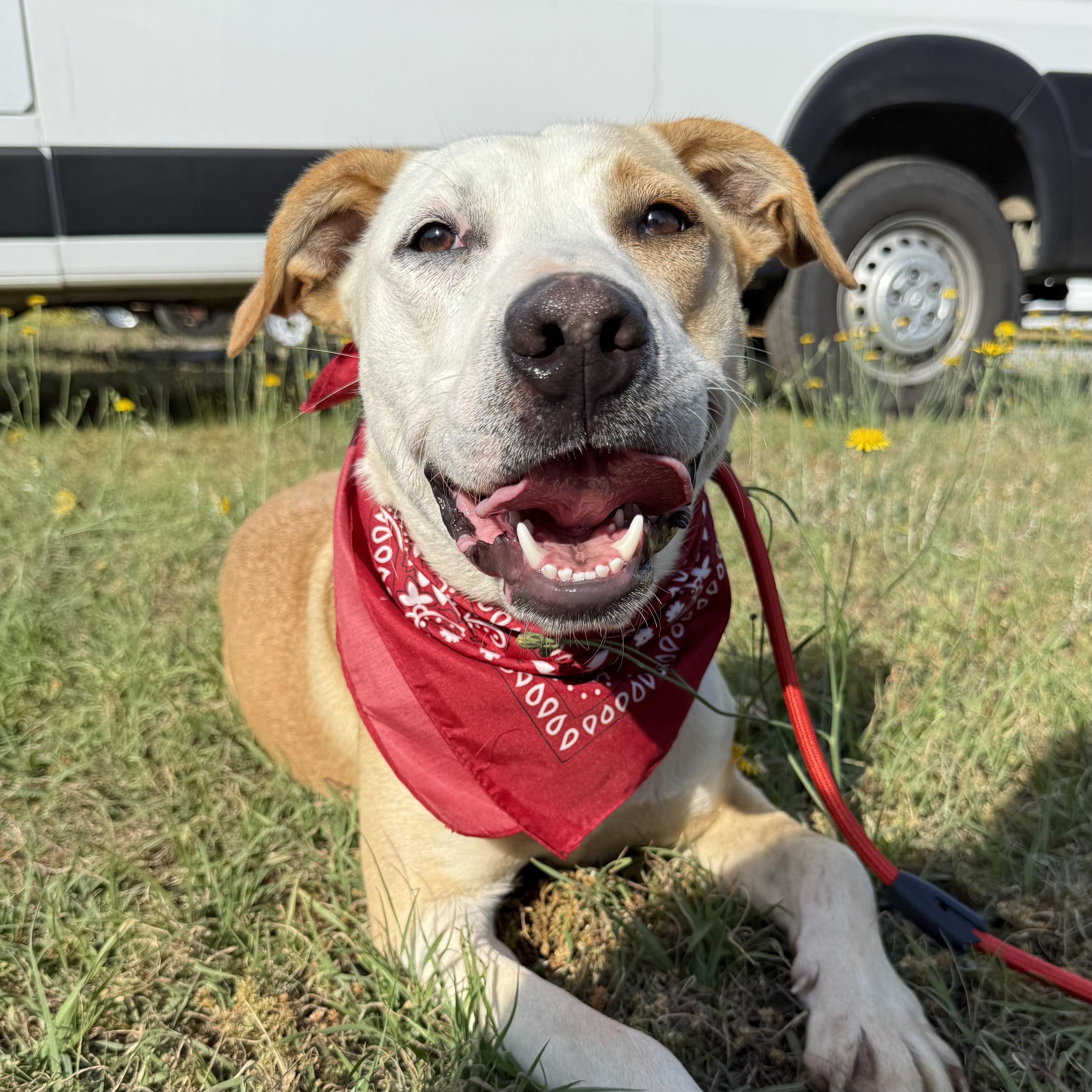 Enlarge Buffalo Bill, a Adoptable mixed breed in Buffalo, NY image 4/6