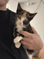 Pattsi, ADOPTABLE, Young Female Domestic Short Hair.