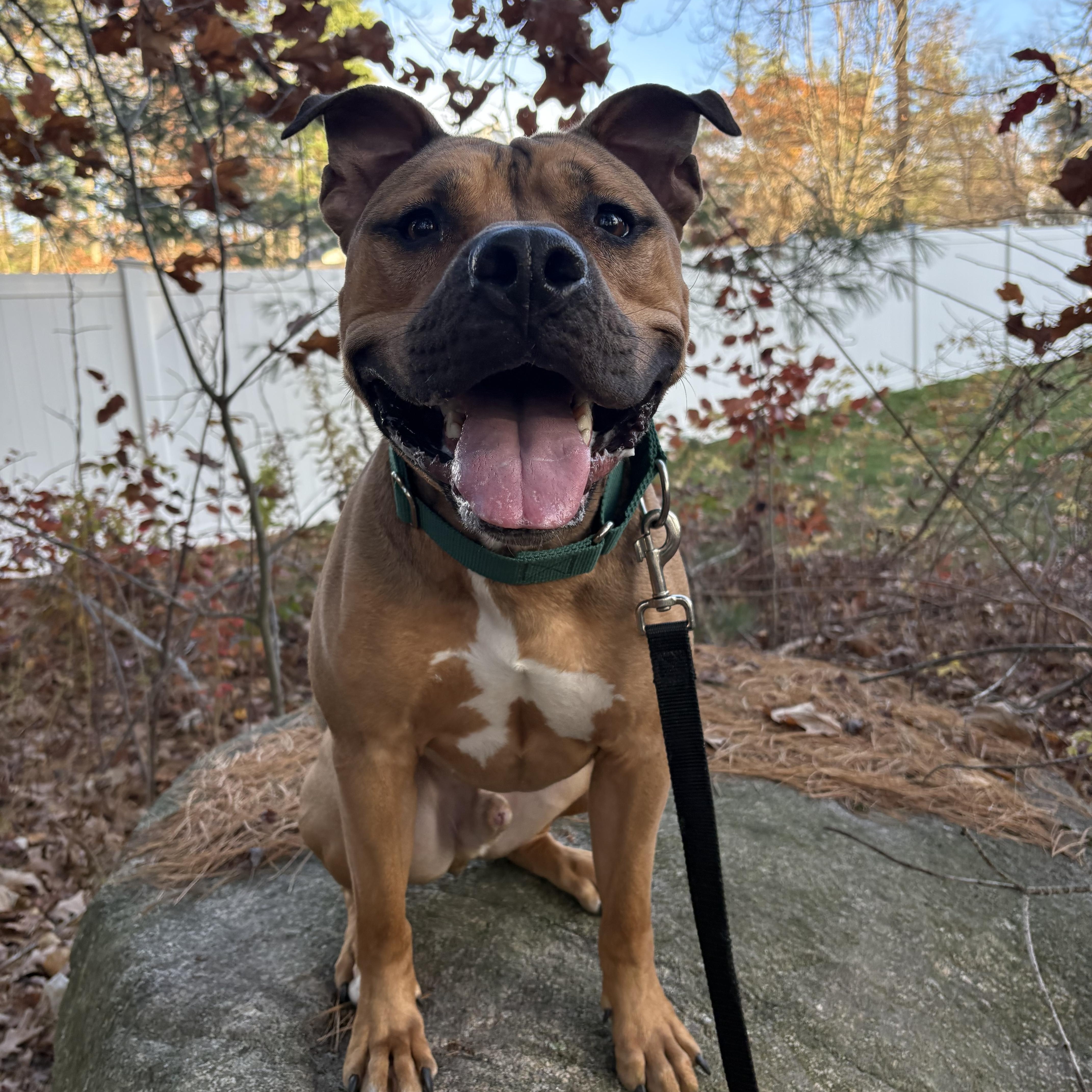 Enlarge Drake, a Adopted American Staffordshire Terrier in Nutting Lake, MA image 1/6