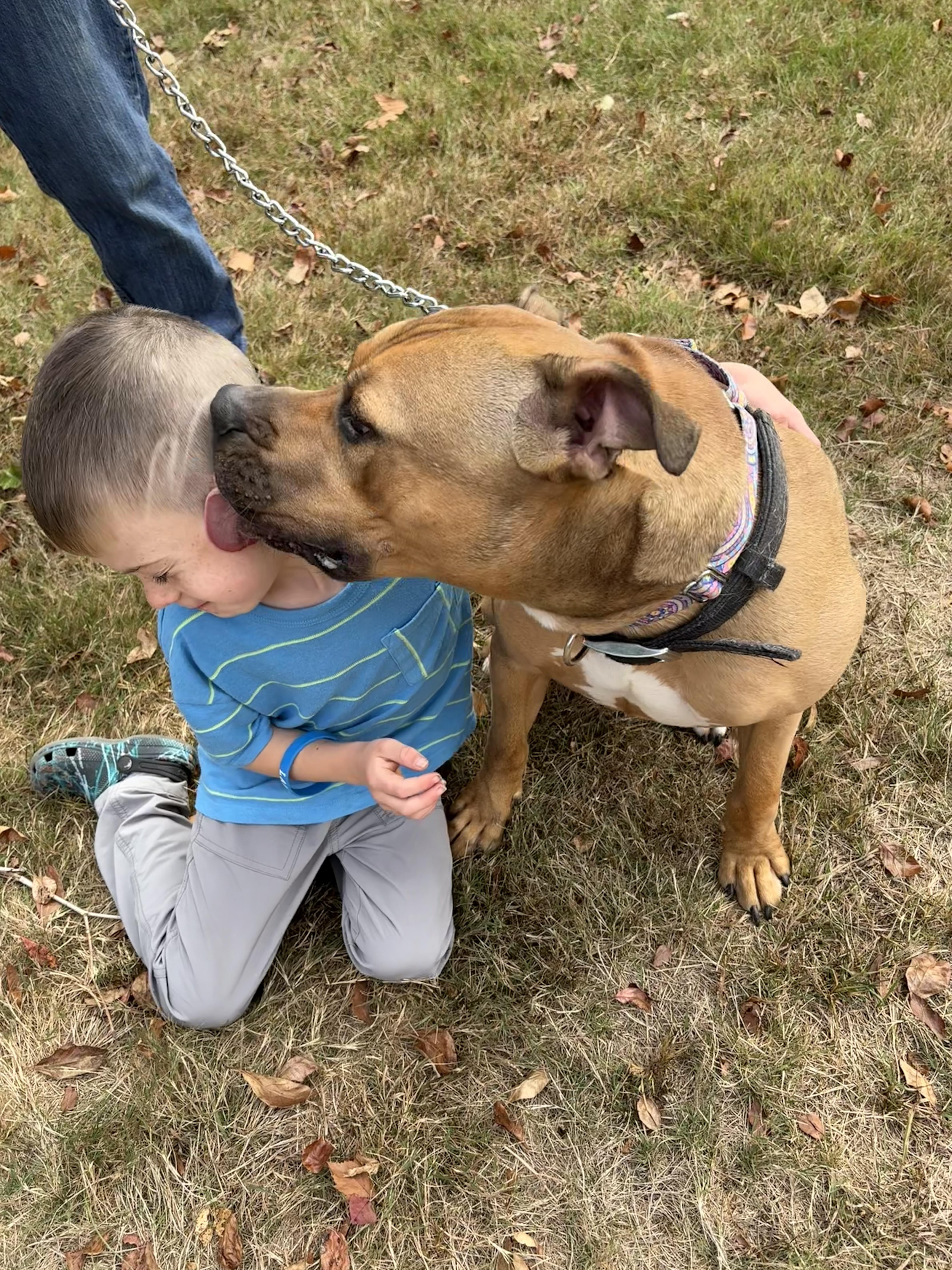 Enlarge Drake, a Adopted American Staffordshire Terrier in Nutting Lake, MA image 5/6