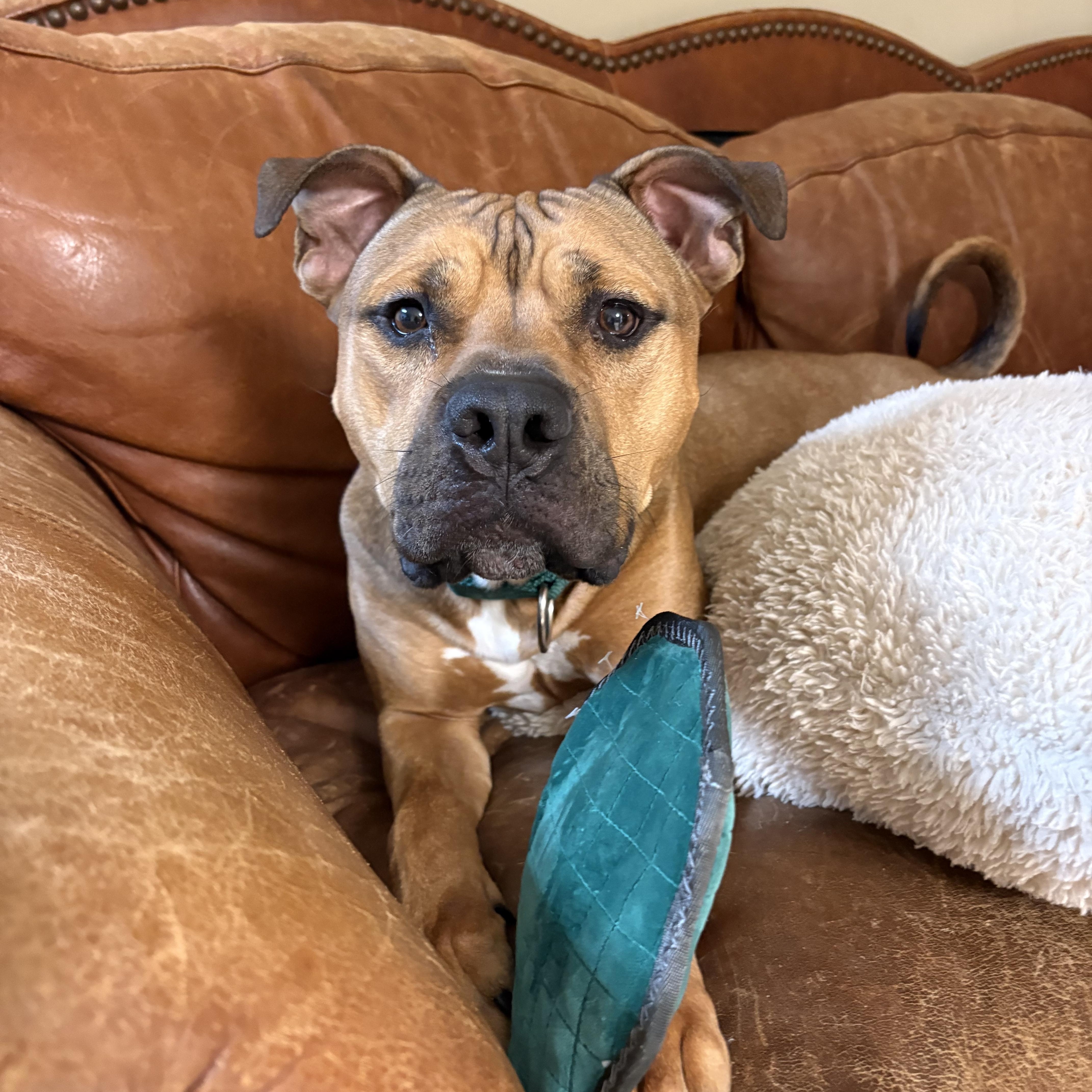 Enlarge Drake, a Adopted American Staffordshire Terrier in Nutting Lake, MA image 3/6