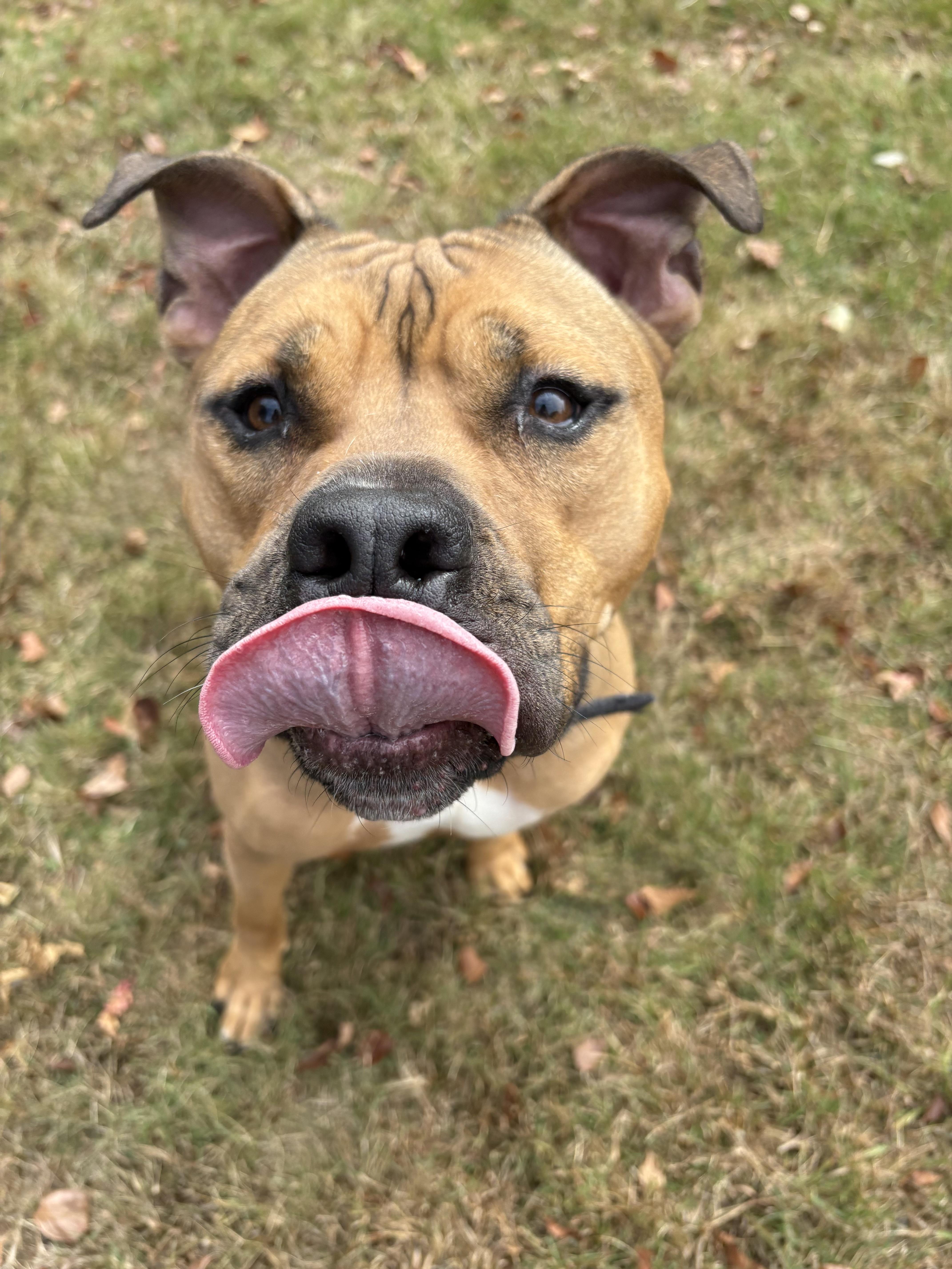Enlarge Drake, a Adopted American Staffordshire Terrier in Nutting Lake, MA image 6/6
