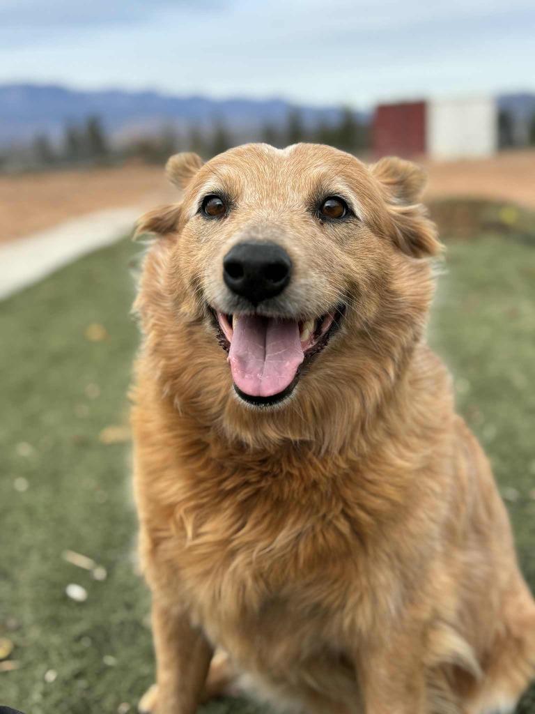 Enlarge Grace, a ADOPTABLE mixed breed in Hurricane, UT image 1/4