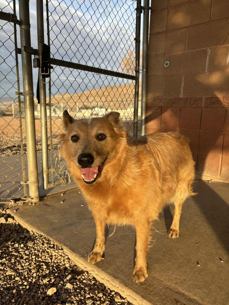 Enlarge Grace, a ADOPTABLE mixed breed in Hurricane, UT image 4/4