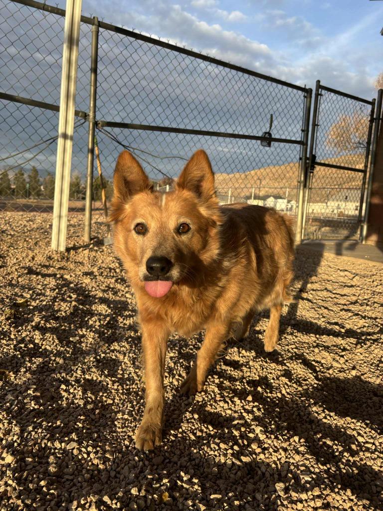 Enlarge Grace, a ADOPTABLE mixed breed in Hurricane, UT image 2/4