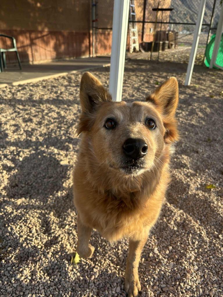 Enlarge Grace, a ADOPTABLE mixed breed in Hurricane, UT image 3/4