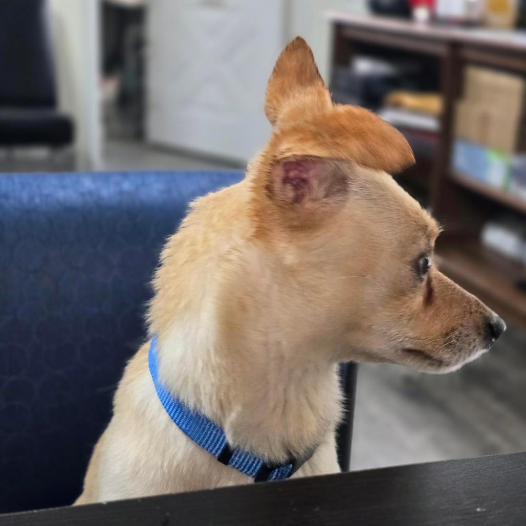 HAUNS, Adoptable, Young Male Chihuahua.