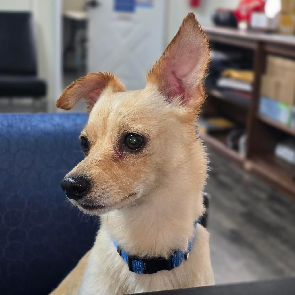 Enlarge HAUNS, a Adoptable mixed breed in Holton, KS image 2/4