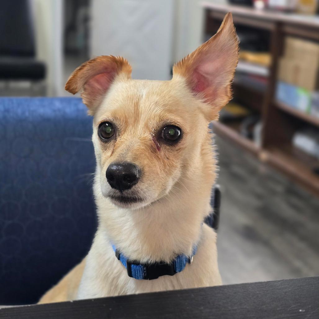 Enlarge HAUNS, a Adoptable mixed breed in Holton, KS image 4/4