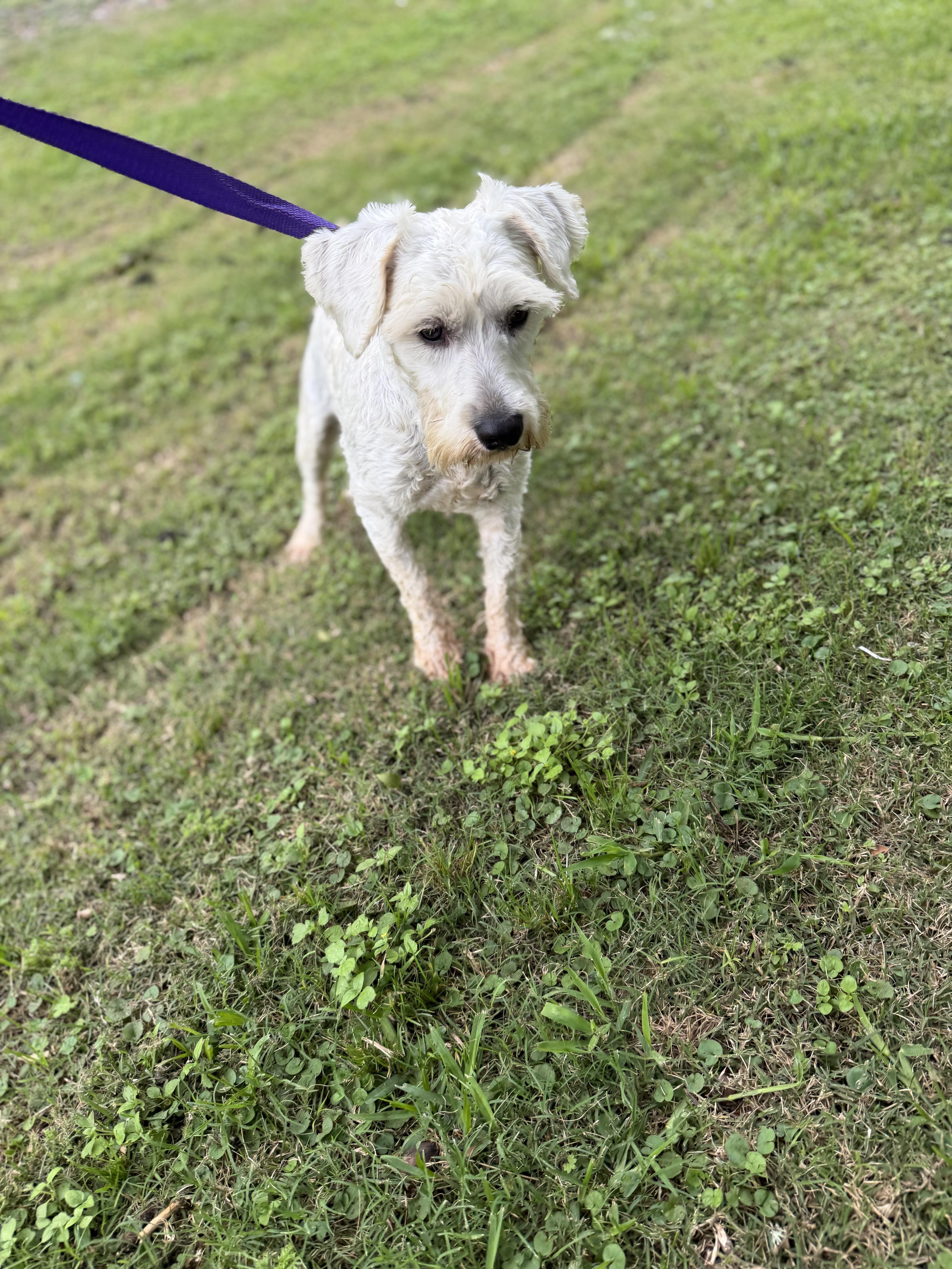 Tom, a ADOPTABLE Miniature Schnauzer in Westerly, RI image 1/4