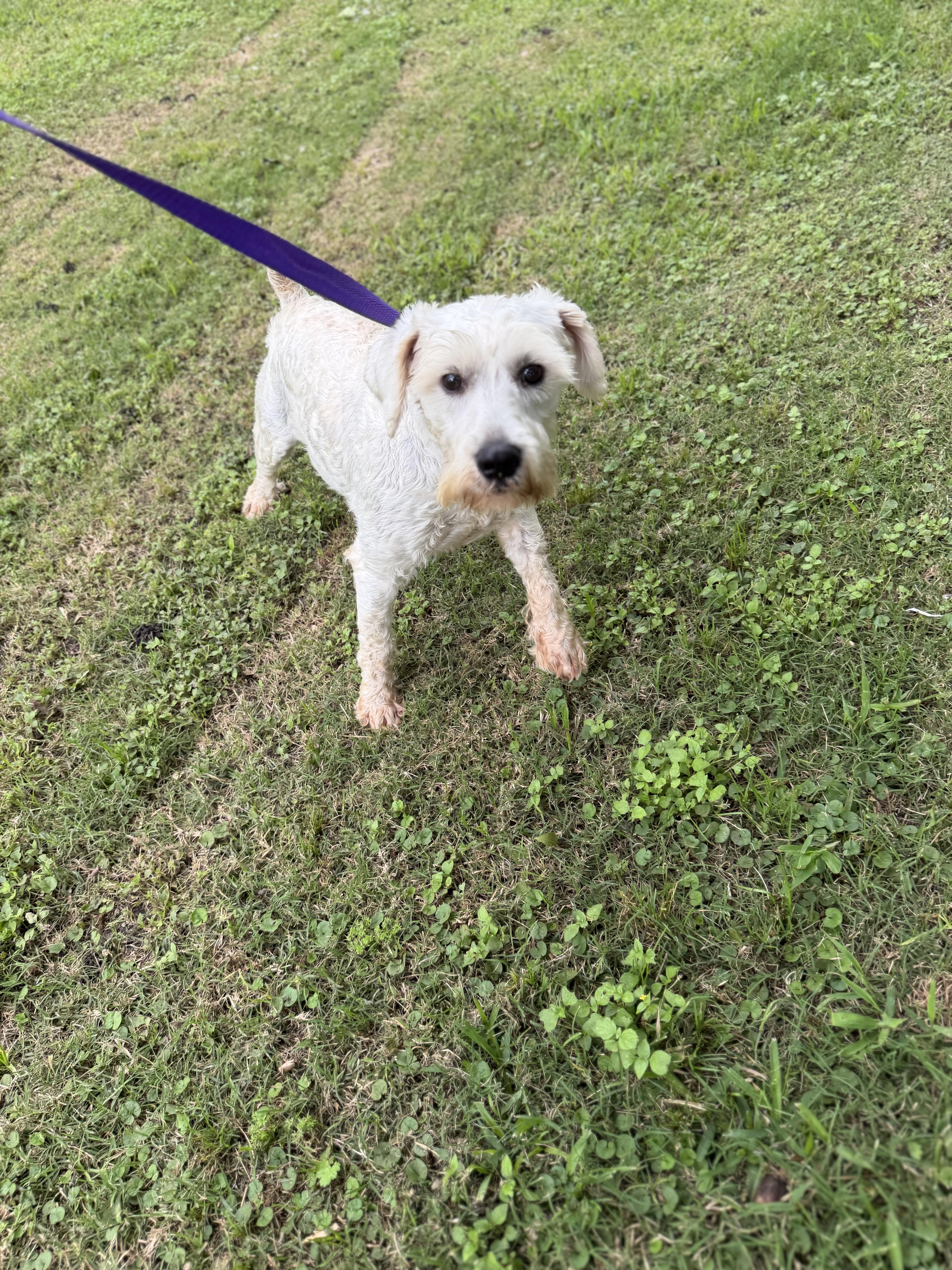 Tom, a ADOPTABLE Miniature Schnauzer in Westerly, RI image 4/4