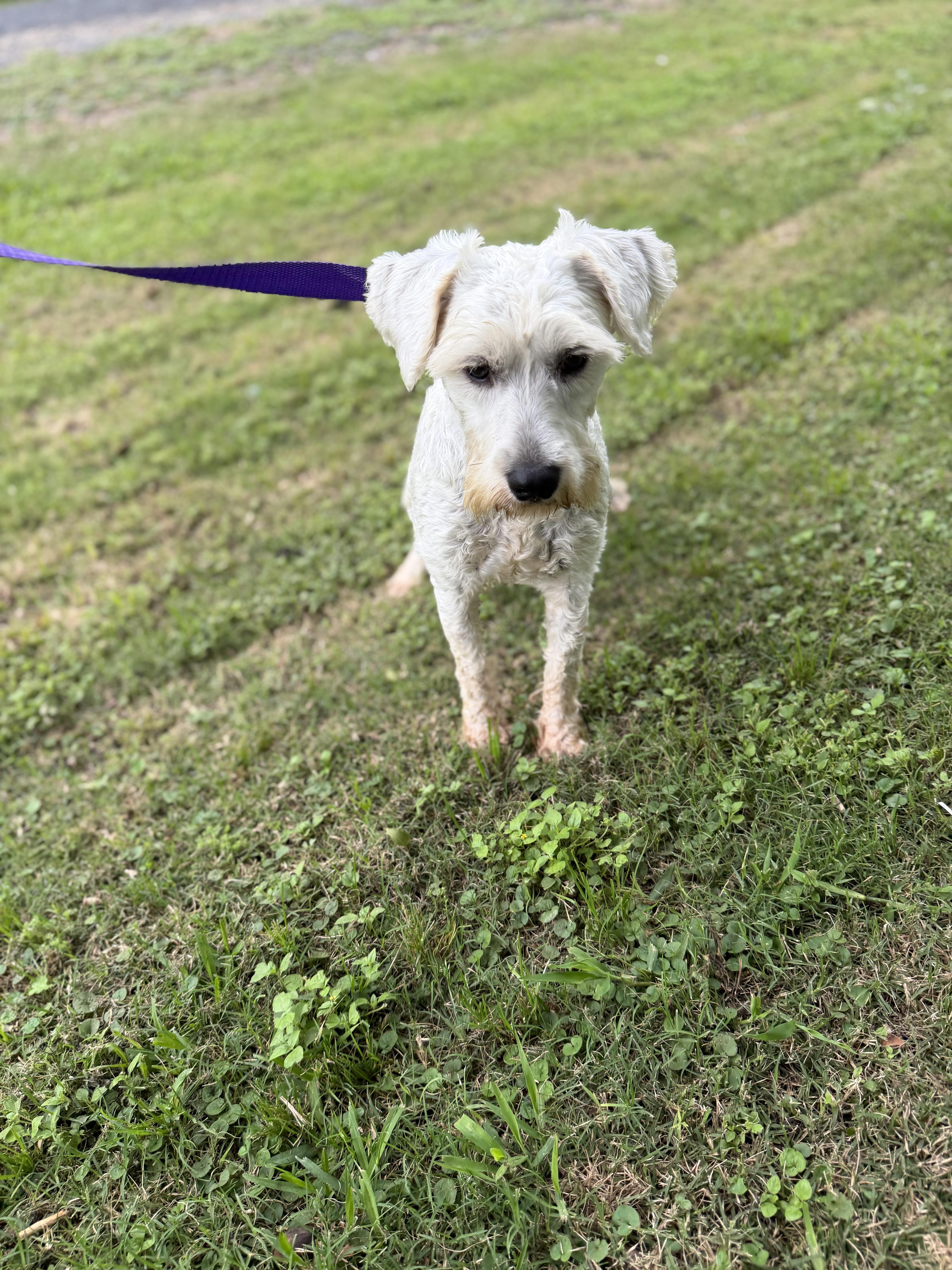 Tom, a ADOPTABLE Miniature Schnauzer in Westerly, RI image 3/4