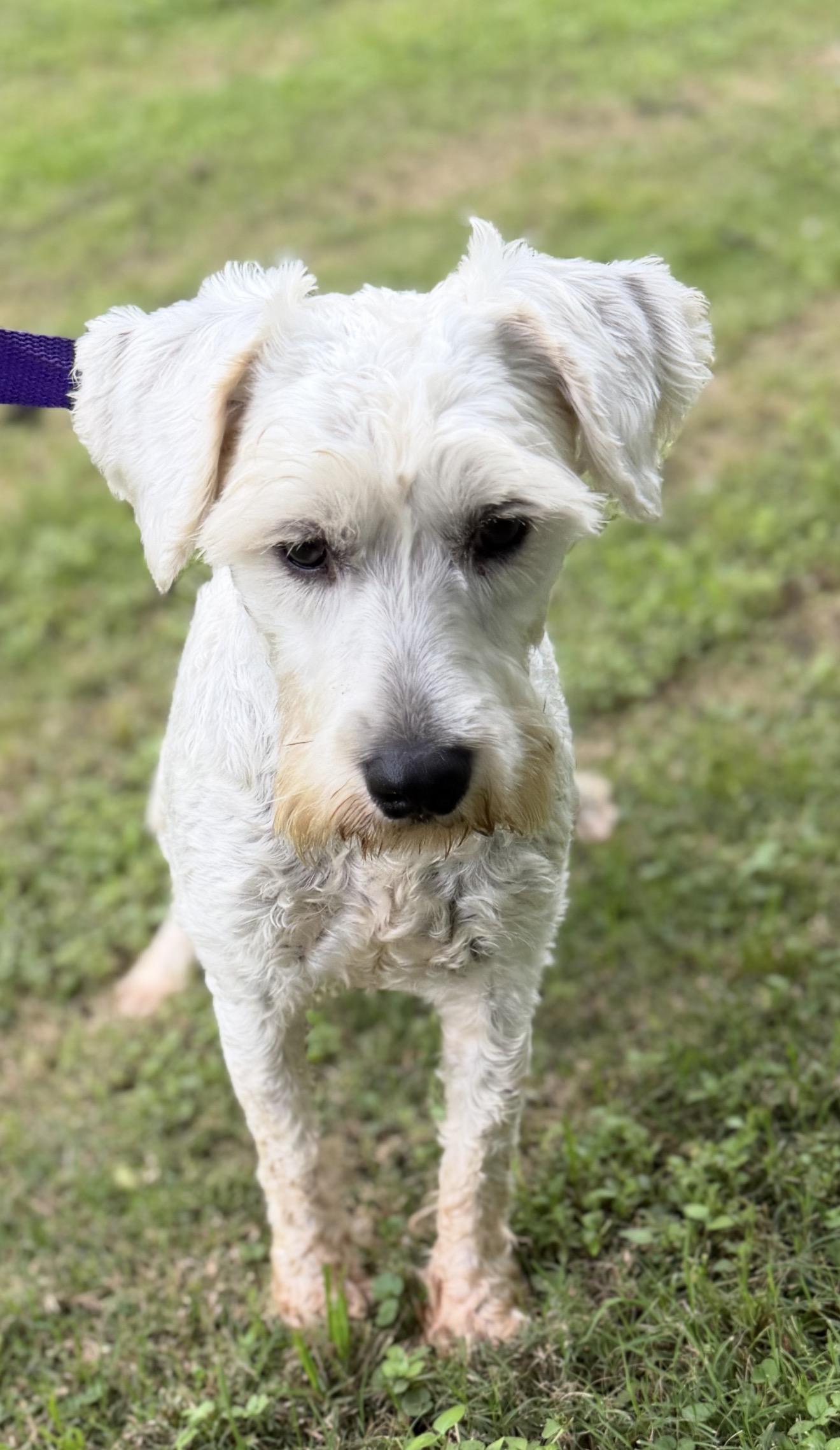 Tom, a ADOPTABLE Miniature Schnauzer in Westerly, RI image 2/4
