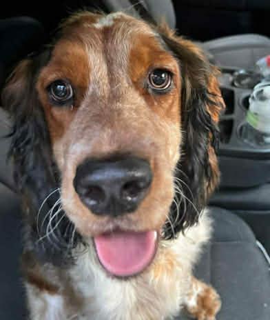 Enlarge Nash, a Adopted English Cocker Spaniel in Panama City, FL image 1/6