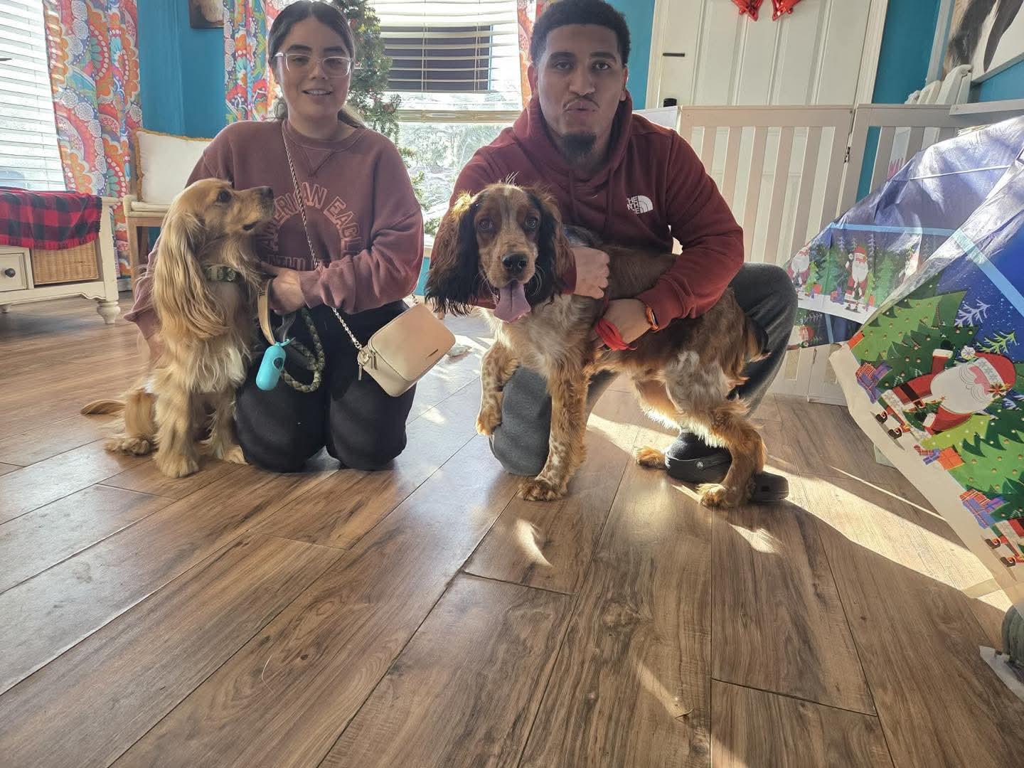 Enlarge Nash, a Adopted English Cocker Spaniel in Panama City, FL image 2/6