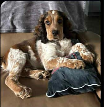 Enlarge Nash, a Adopted English Cocker Spaniel in Panama City, FL image 5/6