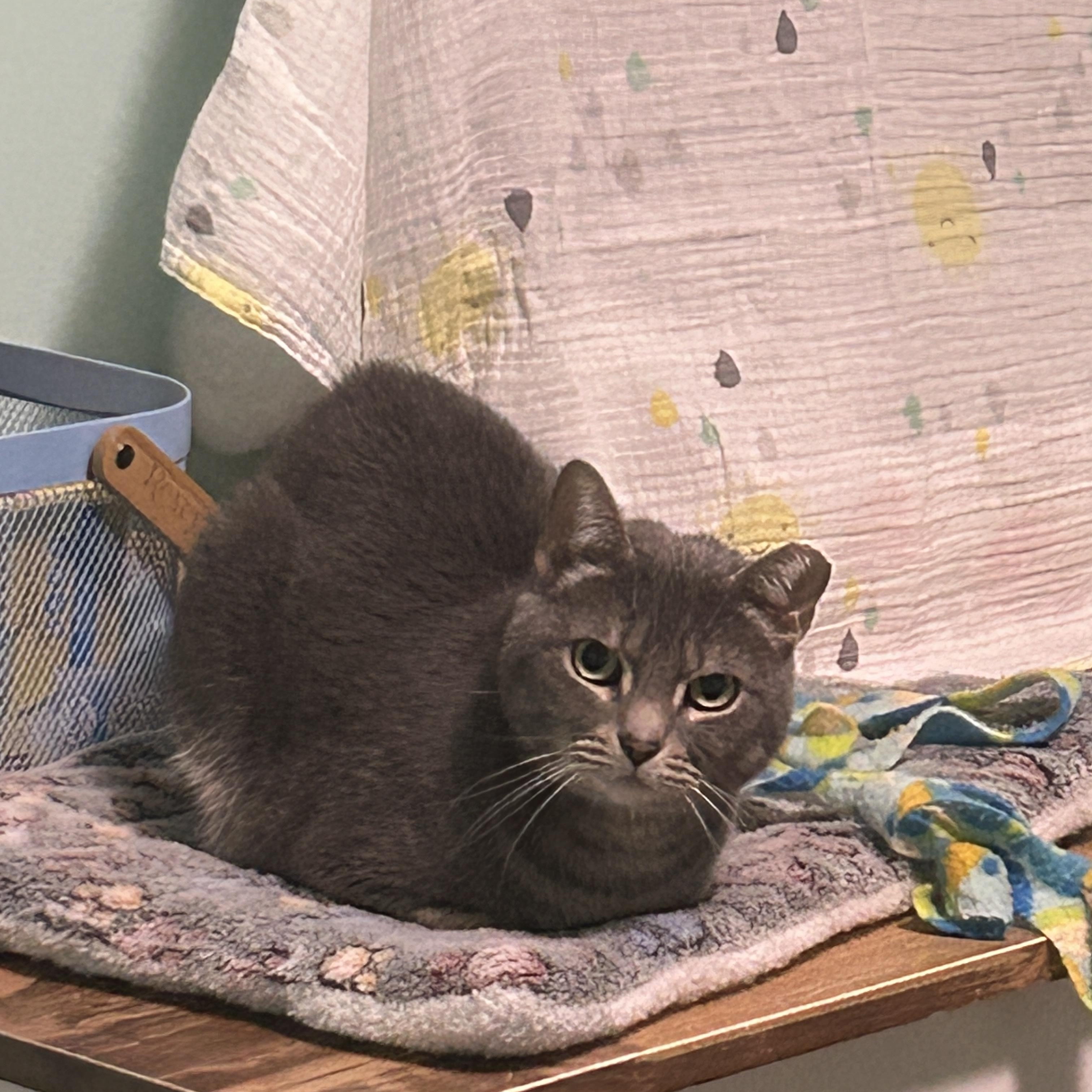 Enlarge Mango & Blueberry, a Adoptable Domestic Short Hair in Charlotte, NC image 5/5