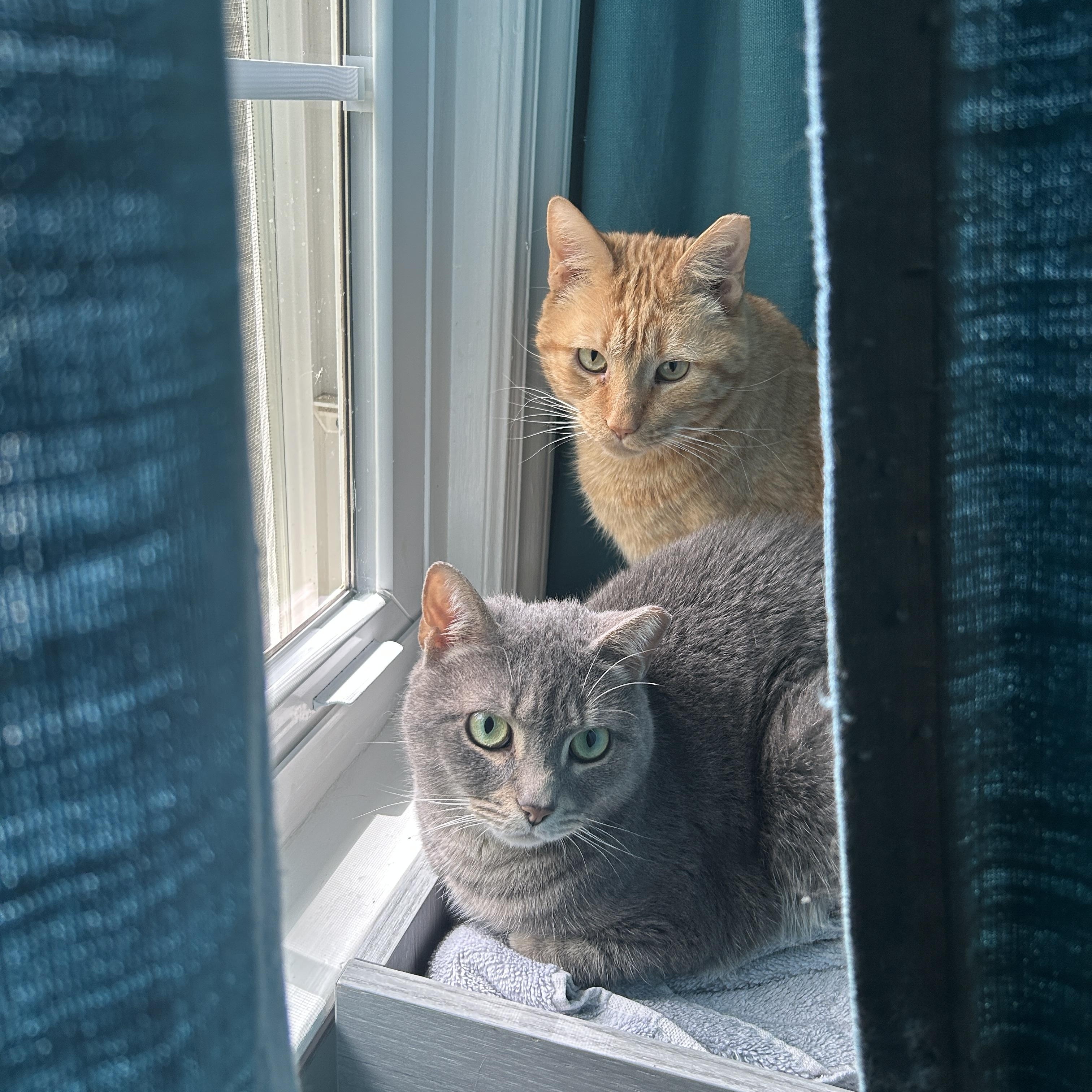 Mango & Blueberry, Adoptable, Adult Male Domestic Short Hair.