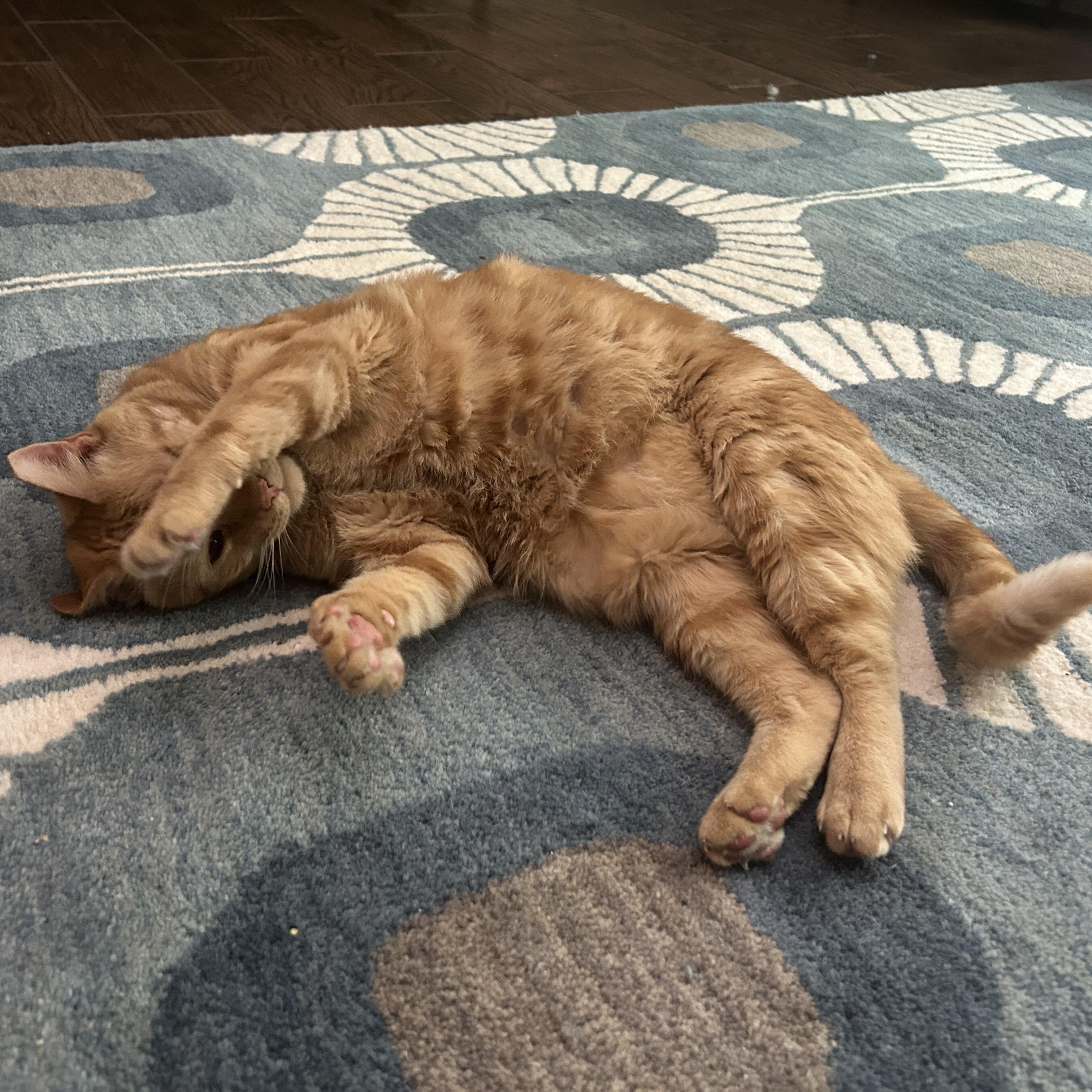 Enlarge Mango & Blueberry, a Adoptable Domestic Short Hair in Charlotte, NC image 2/5