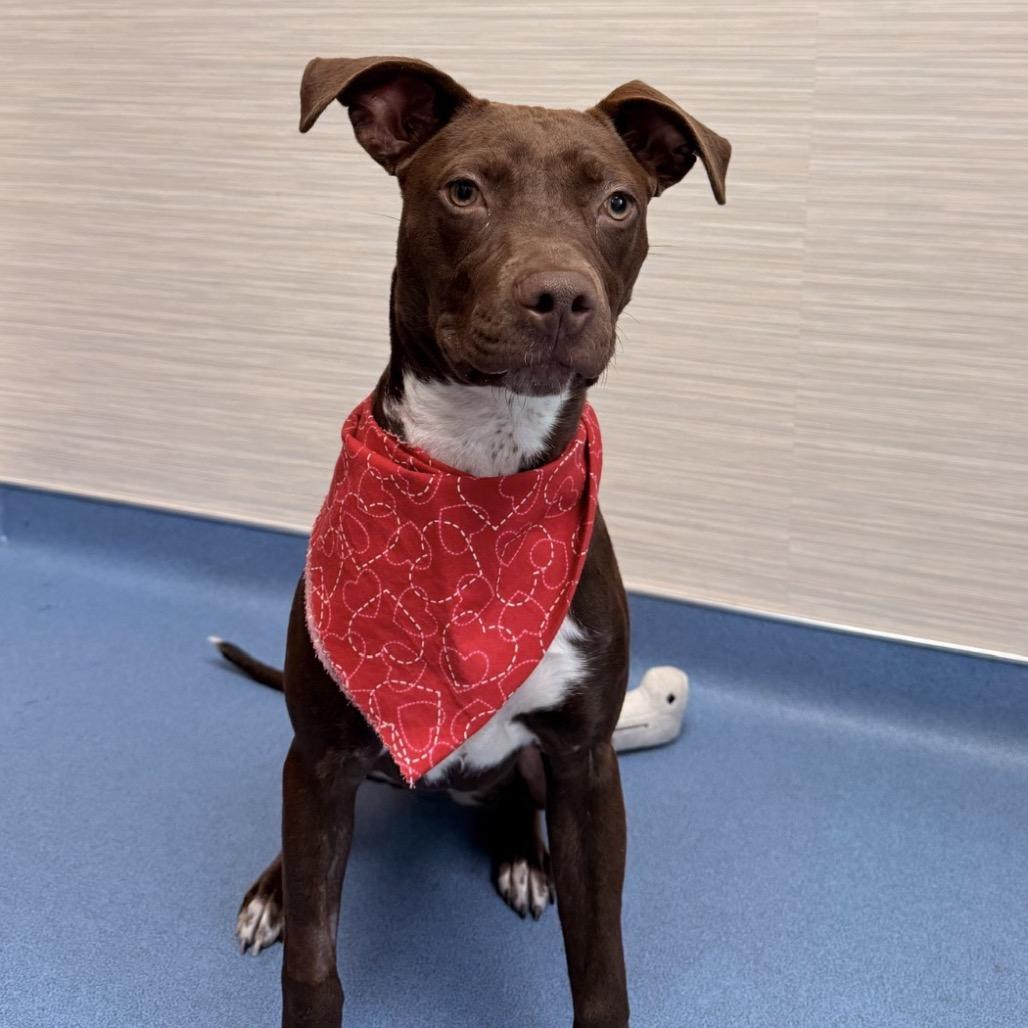 Enlarge Choco-latte, a Adoptable mixed breed in Missouri City, TX image 1/3