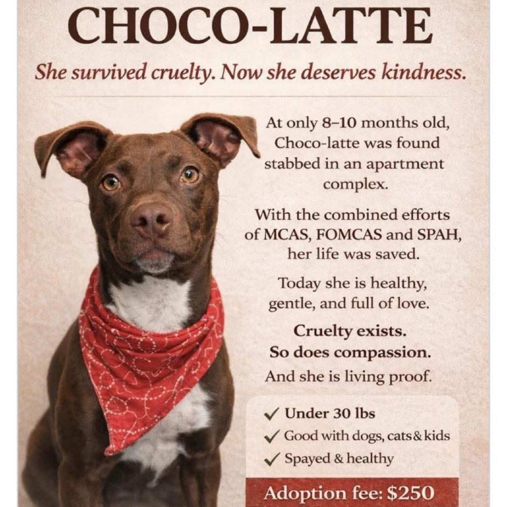 Enlarge Choco-latte, a Adoptable mixed breed in Missouri City, TX image 2/3