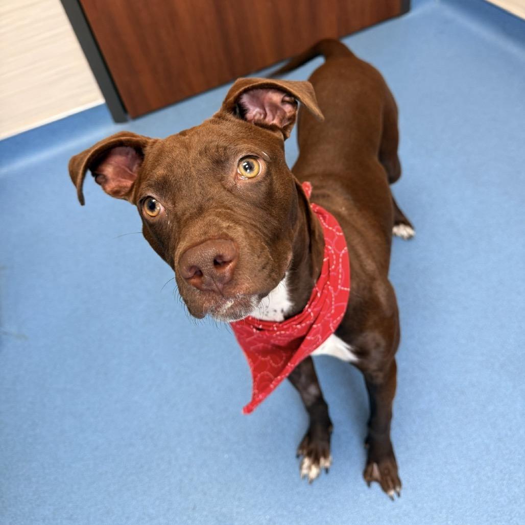 Enlarge Choco-latte, a Adoptable mixed breed in Missouri City, TX image 3/3