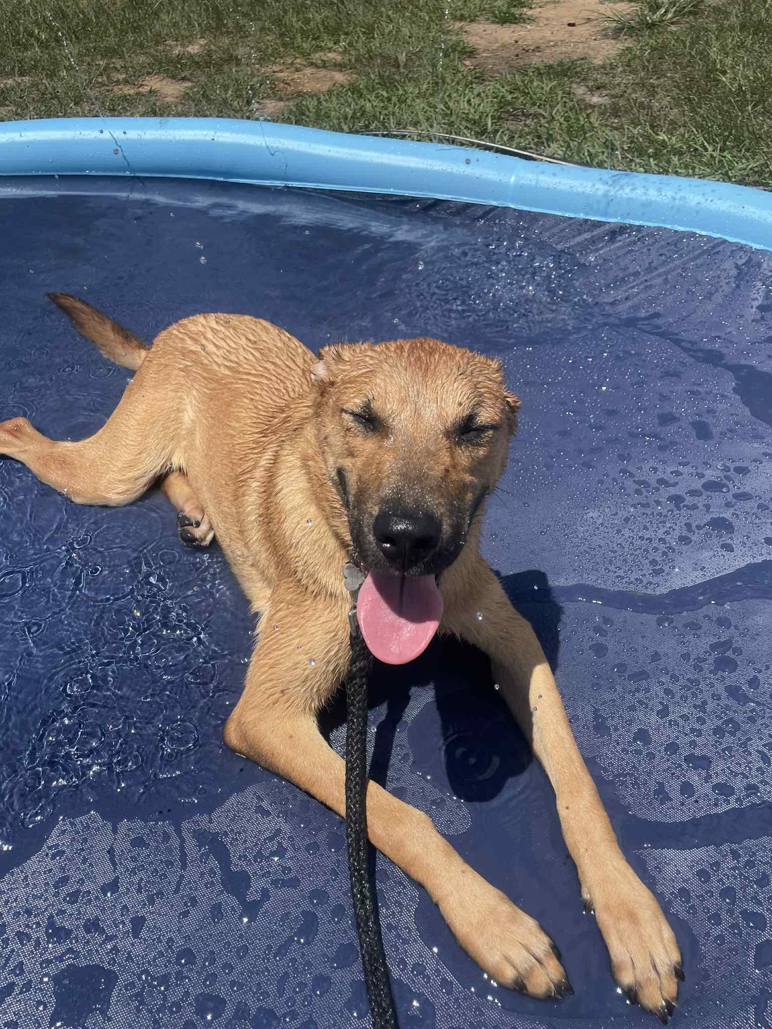 Tucker, Adopted, Young Male Shepherd.