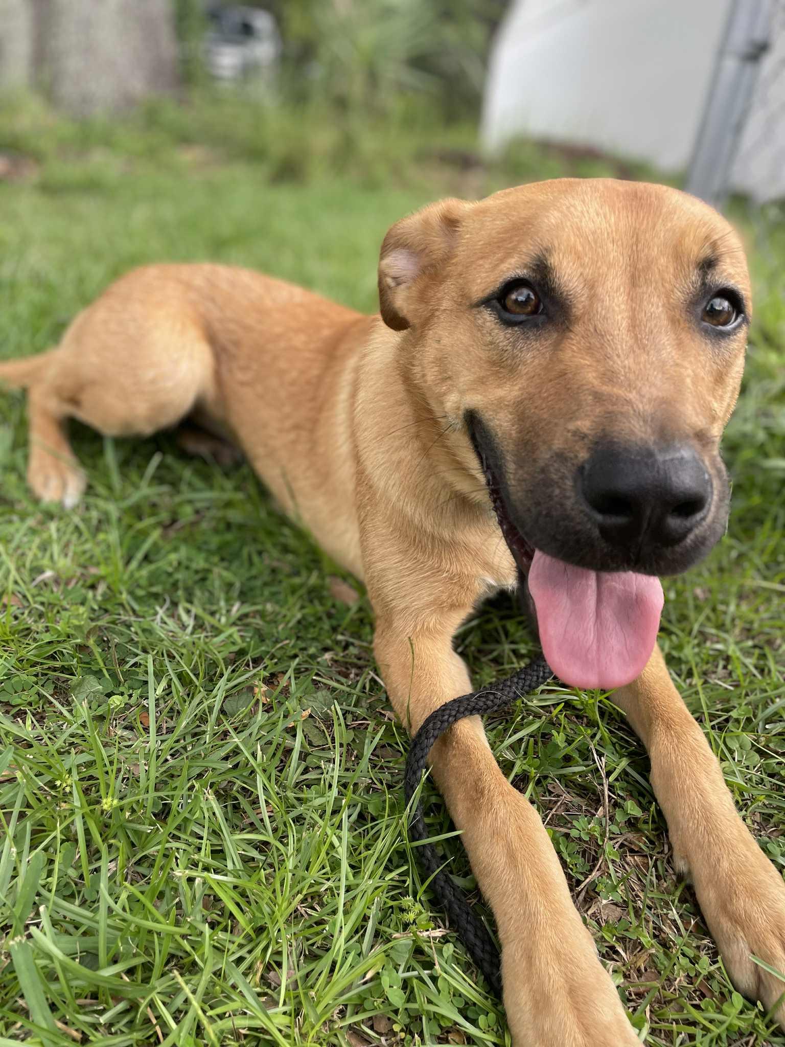 Tucker, a Adopted mixed breed in ocala, FL image 2/3