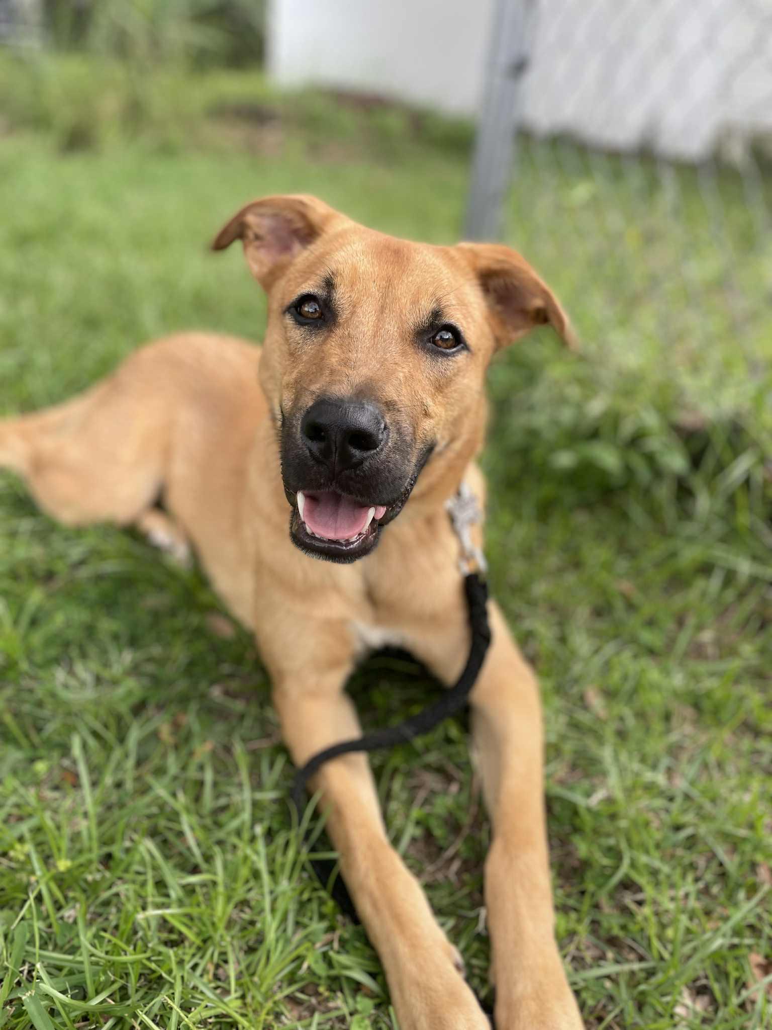 Tucker, a Adopted mixed breed in ocala, FL image 3/3