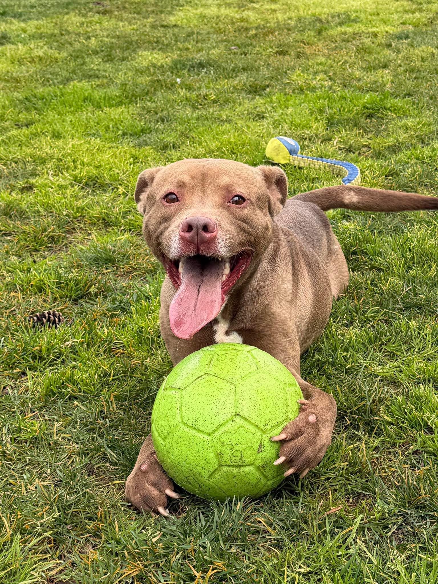 Enlarge Knox, a ADOPTABLE Pit Bull Terrier in Oakdale, CA image 1/1