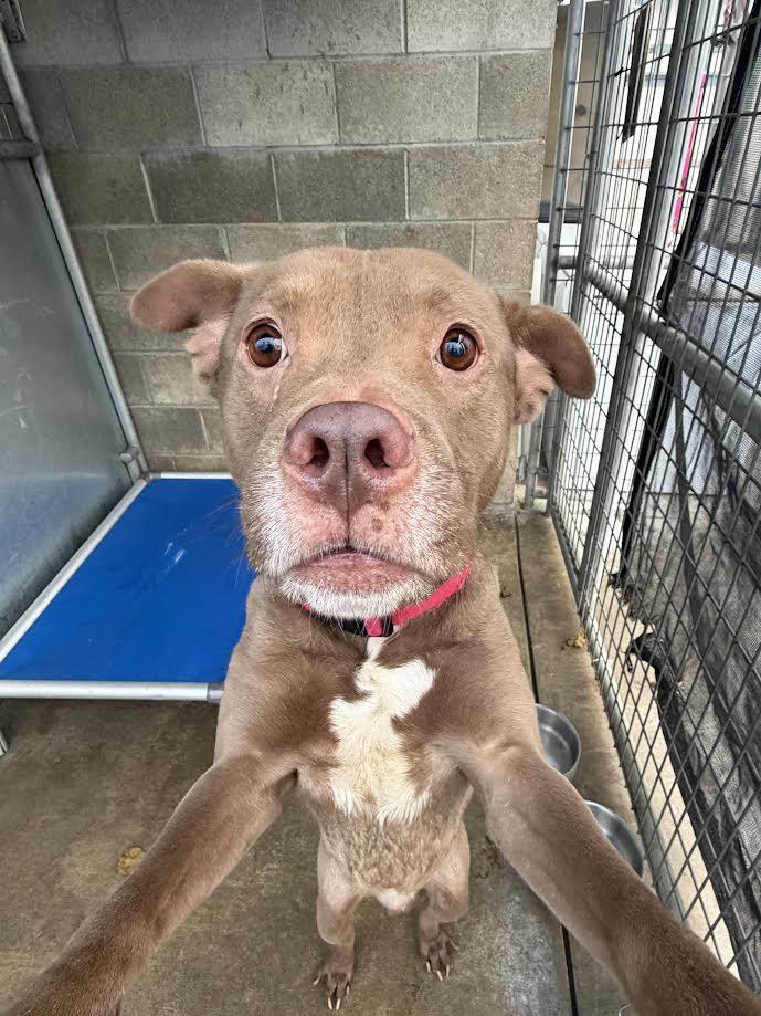 Knox, ADOPTABLE, Adult Male Pit Bull Terrier.