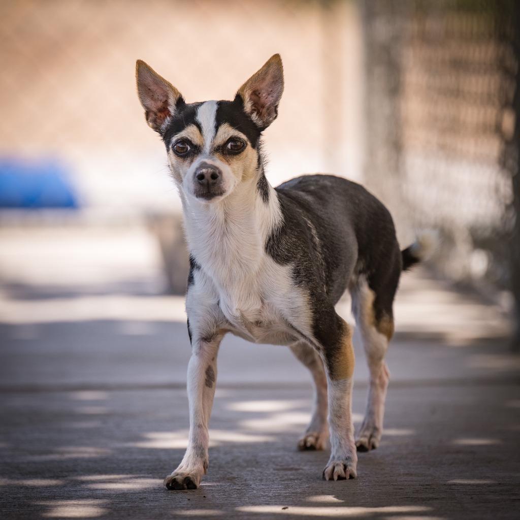 Evie, Adoptable, Senior Female Chihuahua.