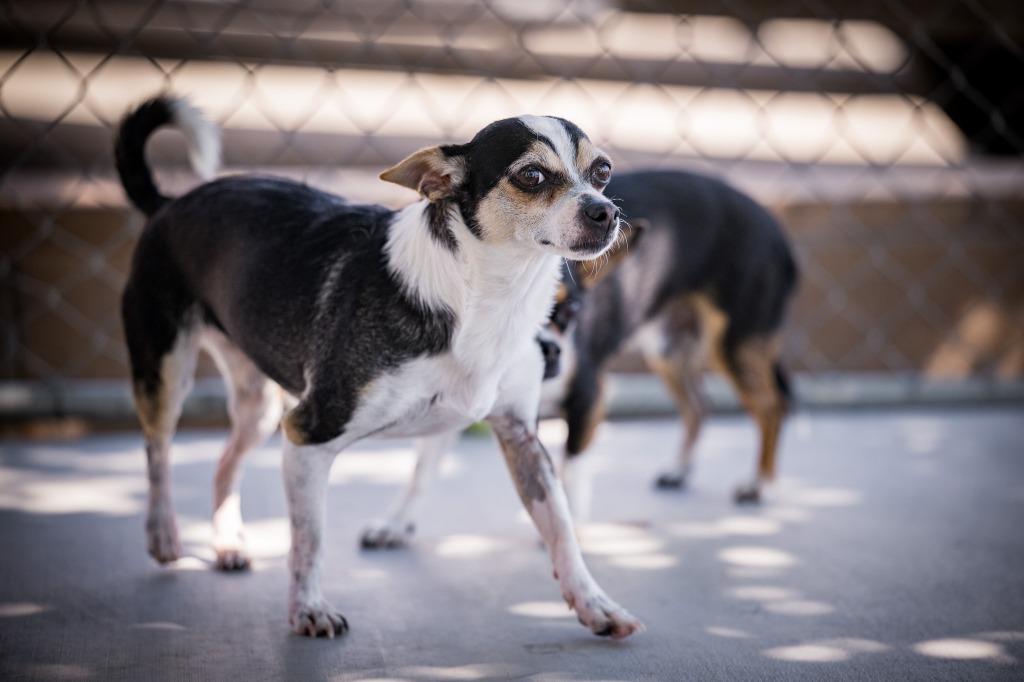 Enlarge Evie, a Adoptable Chihuahua in Twentynine Palms, CA image 2/4