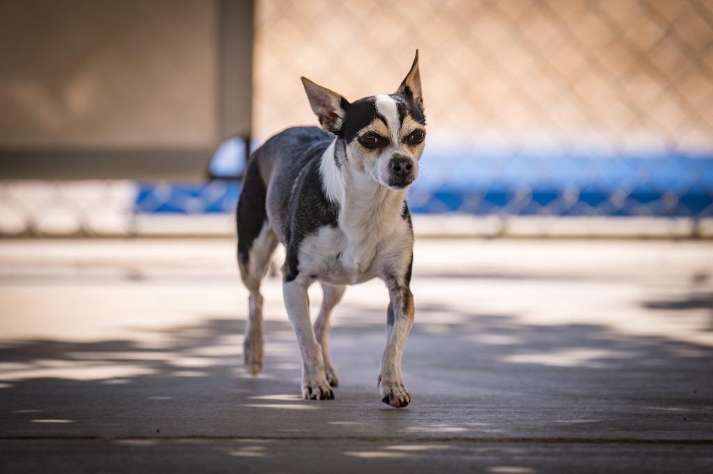 Enlarge Evie, a Adoptable Chihuahua in Twentynine Palms, CA image 3/4