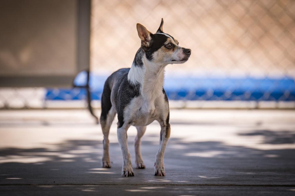 Enlarge Evie, a Adoptable Chihuahua in Twentynine Palms, CA image 4/4