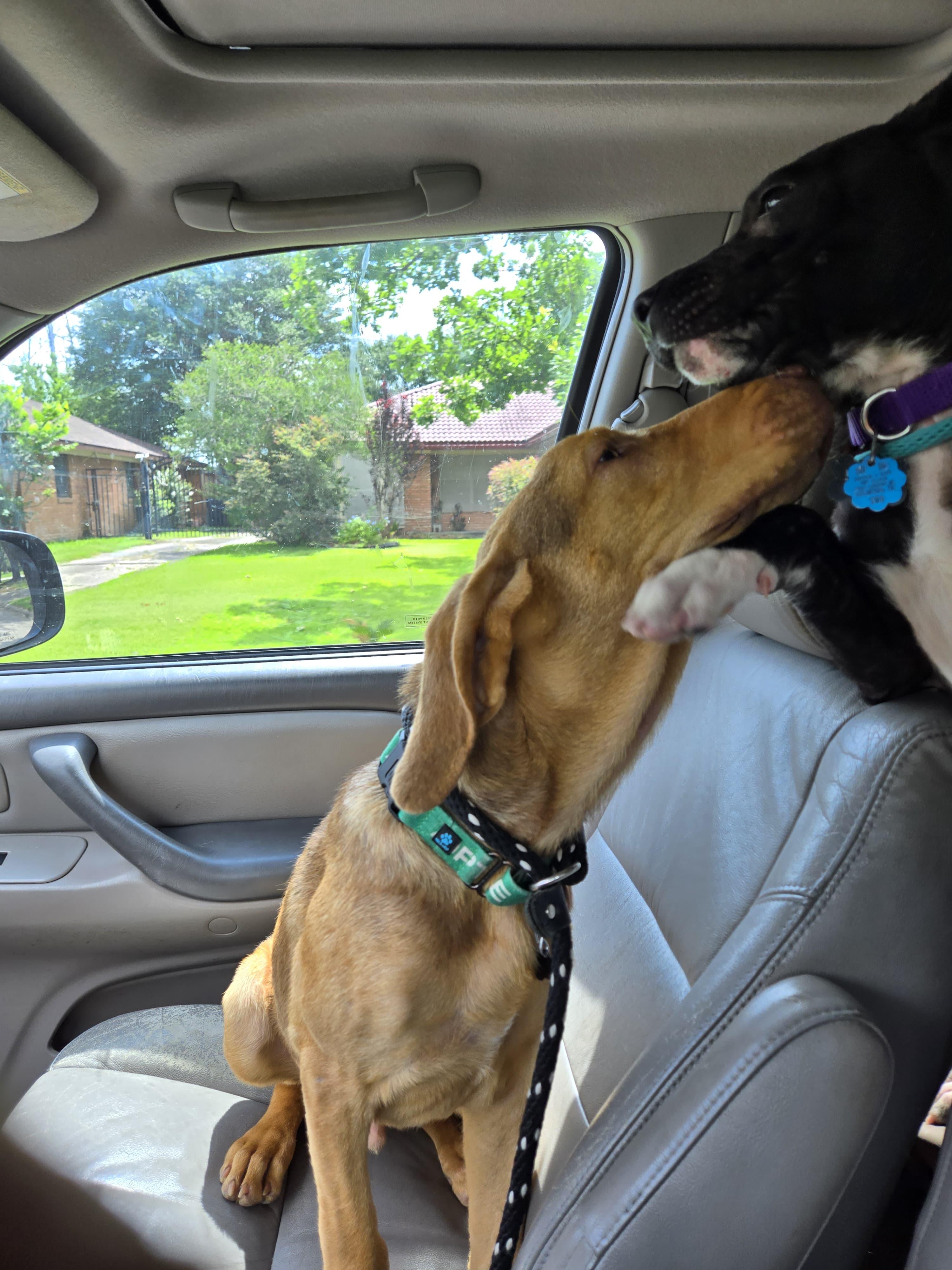 Harrison — thumbnail 2