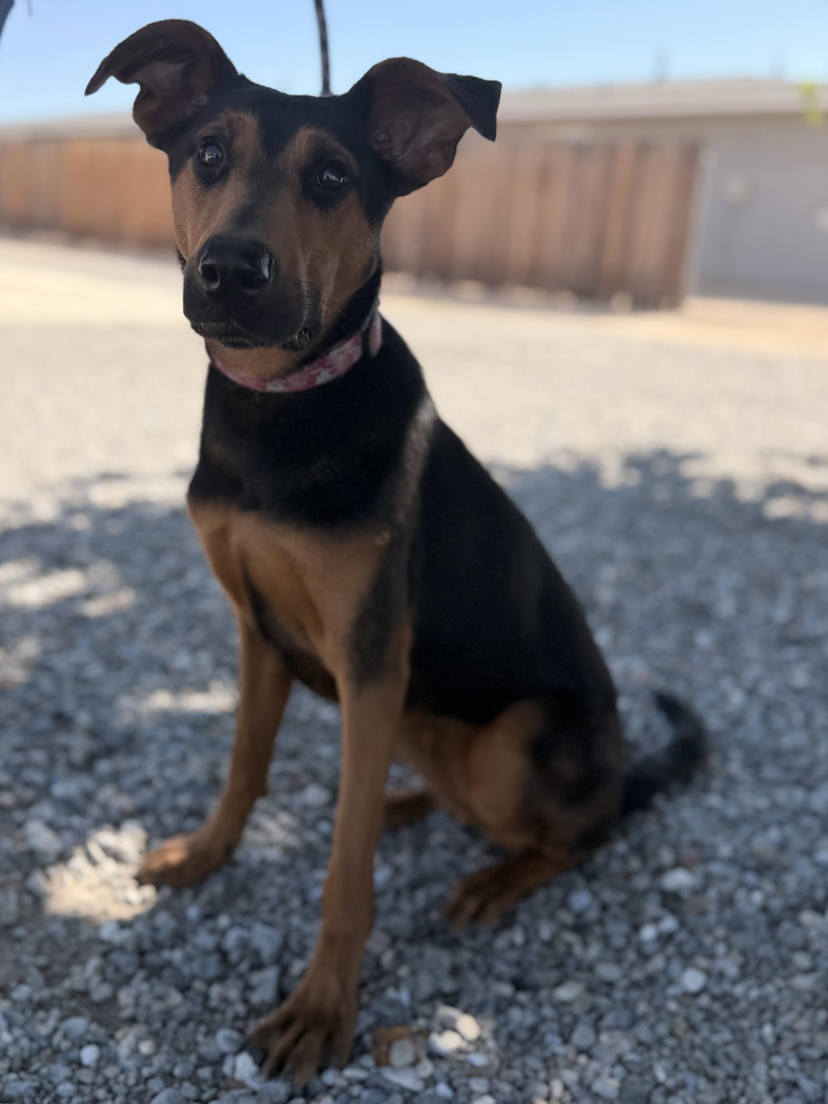 Raven, a Adoptable mixed breed in Hesperia, CA image 1/2