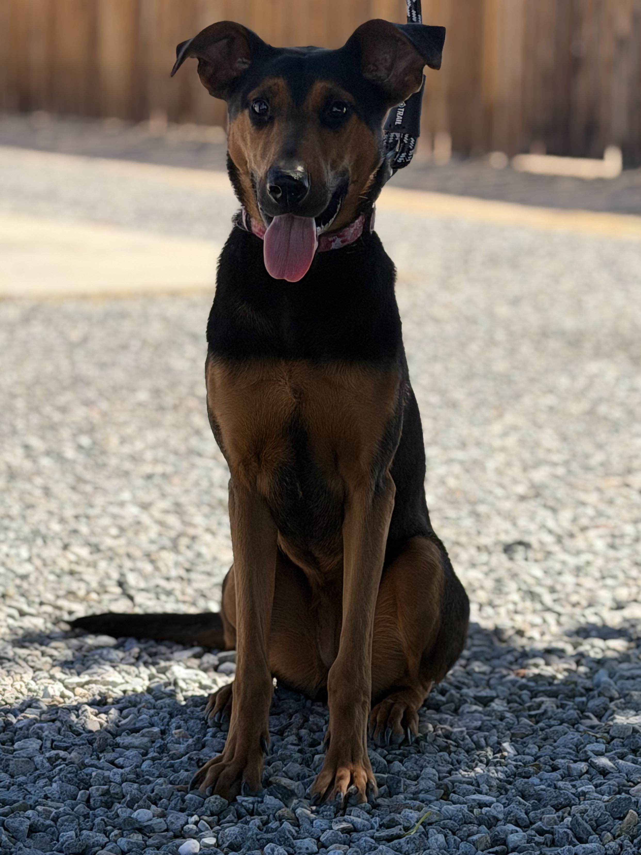 Raven, a Adoptable mixed breed in Hesperia, CA image 2/2