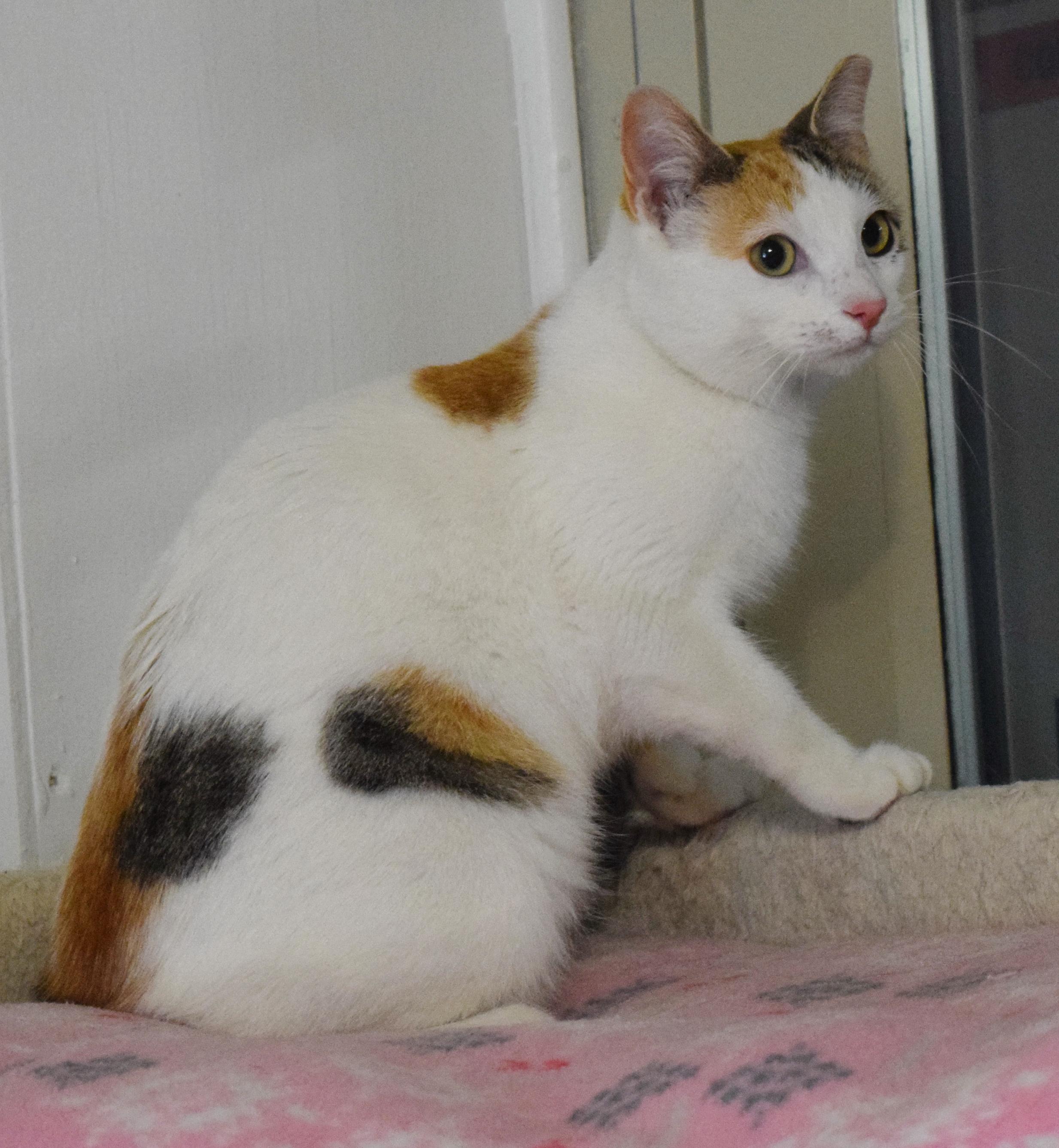 Enlarge Biscuit, an adopted mixed breed in Bulverde, TX image 2/6