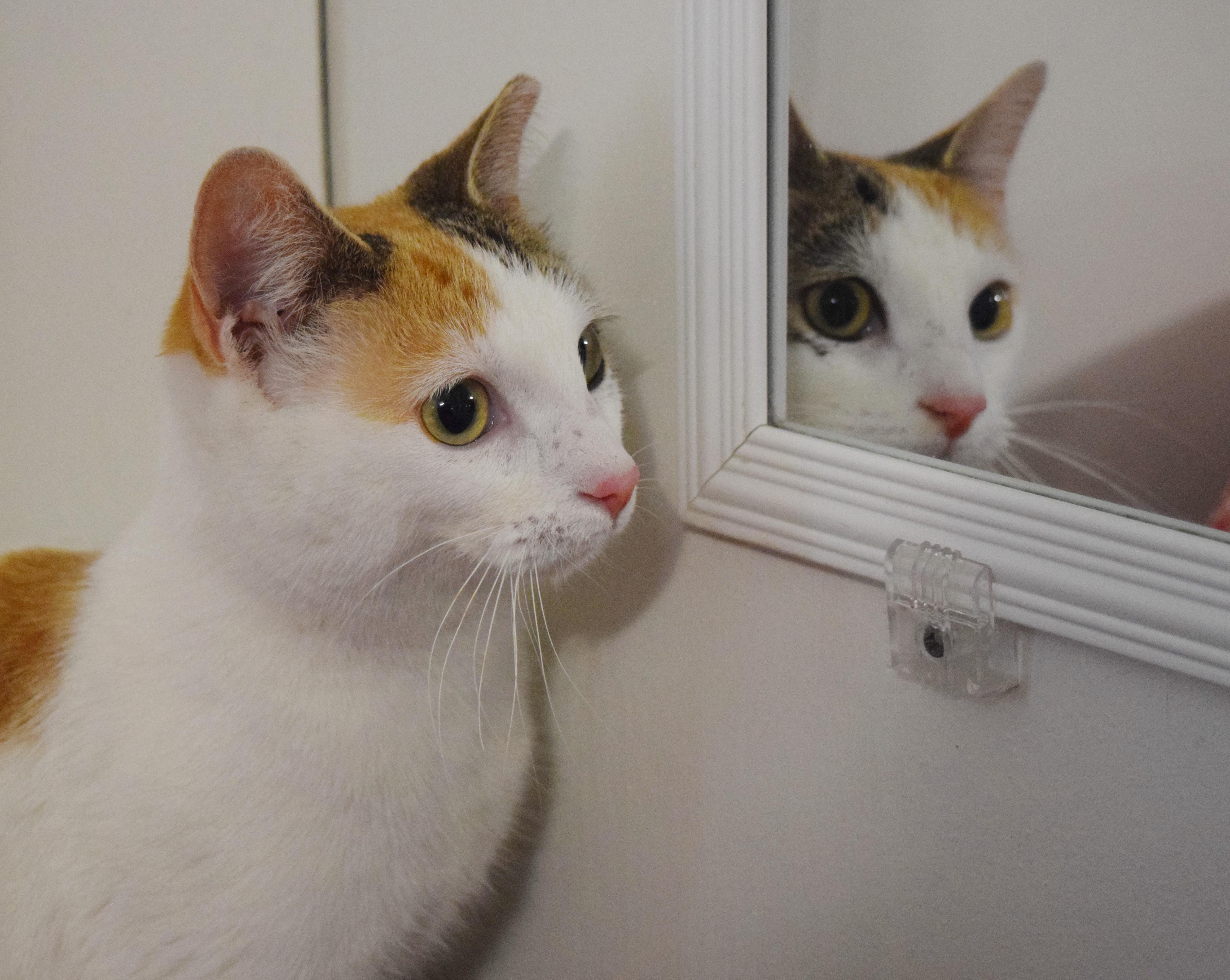 Enlarge Biscuit, an adopted mixed breed in Bulverde, TX image 3/6